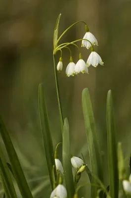 Produktbild von Märzenbecher  Knotenblume  - 20 Samen