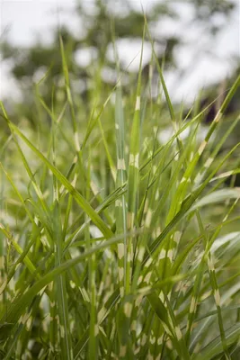 Produktbild von Miscanthus sinensis 'Zebrinus', Zebragras, ca. 11x11 cm Topf