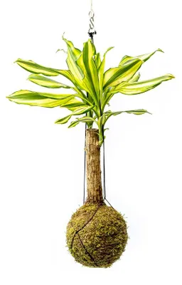 Obrázek produktu pro Gardners Kokedama Dracaena fragrans kmen mix (L)