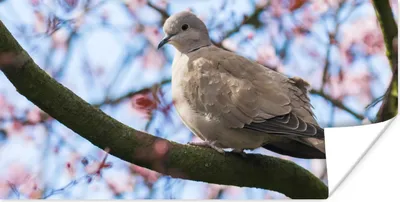 Produktbild von MuchoWow® Poster Vogel - Blumen - Taube - Blütenzweige - Rosa 120x60 cm - Bild