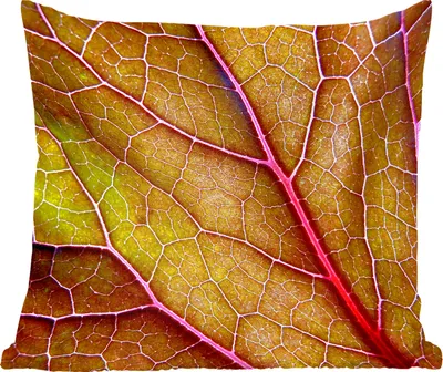 Produktbild von MuchoWow® Zierkissen Sofakissen Wohnzimmer Dekokissen 50x50 cm Große rote Adern in einem grünen Blatt - Komfort - Sofakissen
