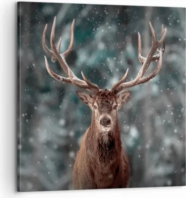 Produktbild von Bild auf Leinwand - Leinwandbild - Einteilig - Hirsch Hirsch Winter - 60x60cm - Wand Bild - Wanddeko - Wandbilder - Leinwanddruck - Bilder - Wanddekoration - Leinwand bilder - Wandbild - AC60x60-4998