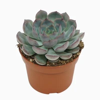 Produktbild von Sukkulente Echeveria Hercules 14cm
