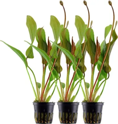 Produktbild von Aquarium Pflanze 3 Stück Echinodorus 'Red Diamond' AquaOne Nr.374D Wasserpflanze