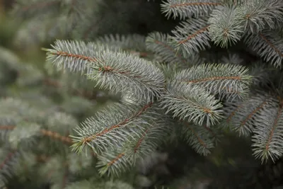 Produktbild von Picea pungens 'Blue Diamond', Blaufichte, 25–30 cm