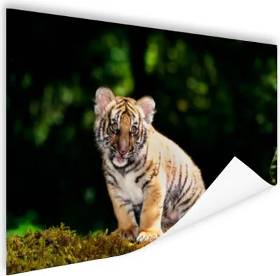 Produktbild von MuchoWow® Poster Tigerjunges im Wald 180x120 cm - Fotoplakat