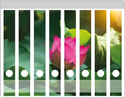 Produktbild von Wallario Ordnerrücken Sticker, selbstklebend für schmale Ordner, 8 Stück, Motiv Pinke Lotosblüte im Sonnenschein
