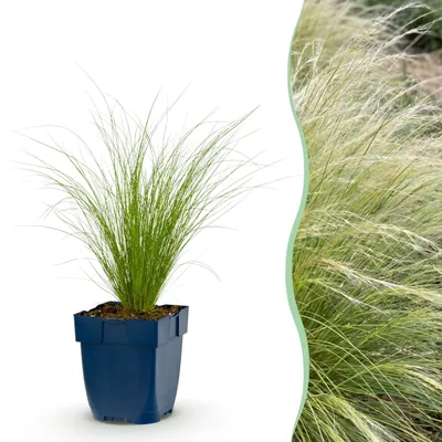 Immagine prodotto di Stipa tenuissima Ponytails - Erba piumata - Sempreverde - Verde - 12 piante - 15-25cm - Ø11cm - Pianta da giardino