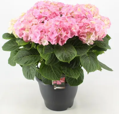 Produktbild von Hydrangea macrophylla Early Pink 20-30 cm / Topf 10,5  - Hortensien mit prächtigen Blüten