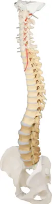 Immagine prodotto di Modello didattico della colonna vertebrale con bacino e vertebre di Erler