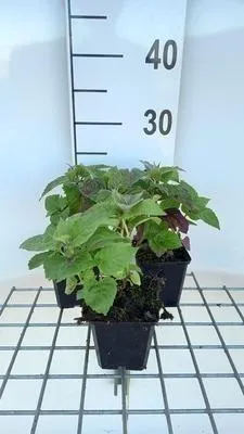 Produktbild von 6 x  Monarda hybr. 'Fireball'® - Indianernessel - Topf 9 x 9 cm