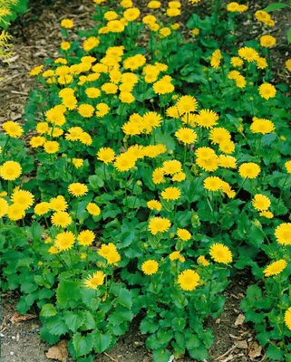 Produktbild von Doronicum orientale 'Little Leo', Gämswurz, gelb, ca. 9x9 cm Topf