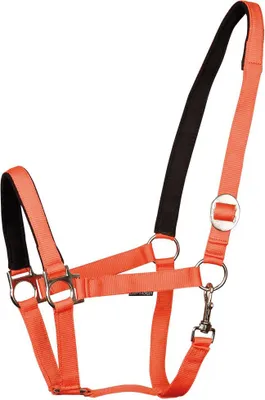 Image de Harry's Horse Licol rembourré Shetland Orange Shetland Orange Shetland