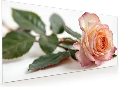 Produktbild von Küchenrückwand Spritzschutz Glas mit Motiv Elegante Rose Blüte 40 x 40 cm