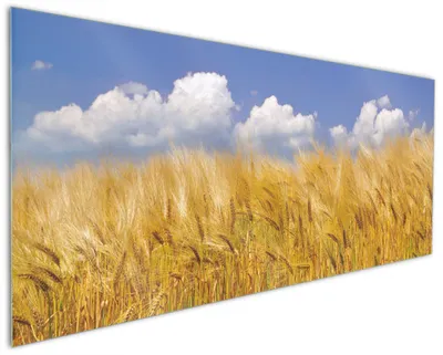 Produktbild von Wallario Küchenrückwand aus Glas, Größe: 125 x 50 cm, Motiv: Kornfeld unter blauem Himmel | Spritzschutz | abwischbar | pflegeleicht | in