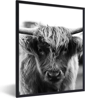 Produktbild von MuchoWow® Gerahmtes Poster Schottischer Highlander - Kuh - Gras - Tiere - Natur 60x80 cm - Poster mit Schwarzem Bilderrahmen Wandposter Rahmen Foto Bilder - Premium - Wanddeko Wohnzimmer