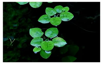 Produktbild von Aquarium Pflanze Limnobium laevigatum TC in Vitro 1-2 Grow Wasserpflanzen