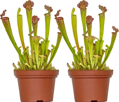 Produktbild von Bloomique - 2er Set - Sarracenia Juthatip Soper - Schlauchpflanze - Fleischfressende Pflanze - Höhe 15-25 cm - Topf 12 cm
