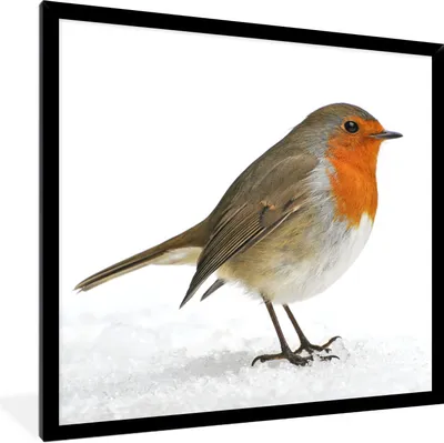 Produktbild von MuchoWow® Gerahmtes Poster Rotkehlchen - Schnee - Weiß 40x40 cm - Poster mit Schwarzem Bilderrahmen Wandposter Rahmen Foto Bilder - Mit Rahmen - Wanddekoration Schlafzimmer