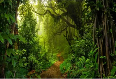 Imagen del producto de Papel pintado con motivos de selva tropical, 152x91 cm, ideal como fondo para fotografías infantiles