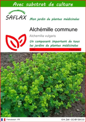 Image de SAFLAX  - Alchémille commune - 100 graines - Avec substrat - Alchemilla