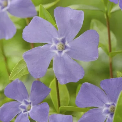 Image de Vinca minor (petite pervenche) - Plante couvre-sol - 12 plants - Floraison de