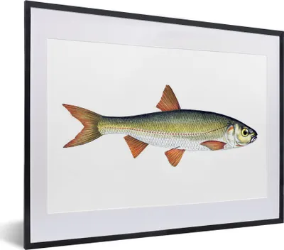 Produktbild von MuchoWow® MuchoWow® Gerahmtes Poster Realismus - Fisch - Karpfen 40x30 cm - Poster mit zchwarzem Bilderrahmen - Bilderrahmen - Poster im Rahmen
