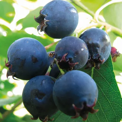 Produktbild von Felsenbirne Thiessen 1L