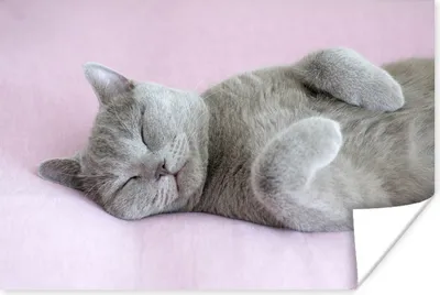 Produktbild von MuchoWow® Poster Graue Katze schläft auf rosa Teppich 180x120 cm - Fotoplakat