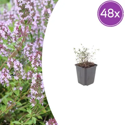 Produktbild von Thymus vulgaris - Thymian - Bodendecker - Immergrün - Winterhart - Violette Blüten - Pflegeleicht - 48 Pflanzen - Höhe 10-25 cm - Ø 9 cm