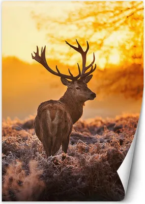 Produktbild von Vlies fototapete Hirsche bei Sonnenuntergang 150x210 cm Feeby Orange inkl. Kleber einfache Montage