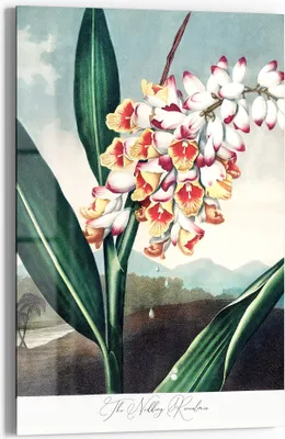 Produktbild von DEQOART Glasbild Echtglas 60x90 cm 'Ingwerblütenpracht' Wandbild Bild modern Deko