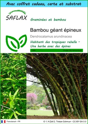 Image de SAFLAX Ensemble-cadeau - Bambou géant épineux - 50 graines - Dendrocalamus