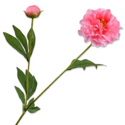 Produktbild von Silk-ka Seidenblume Pfingstrose Knospe und Blüte Rosa (65cm)