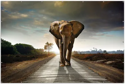 Produktbild von Wallario XXL Outdoor-Poster für Garten oder Balkon, Motiv Elefant bei Sonnenaufgang in Afrika, in ca. 300 x 200 cm