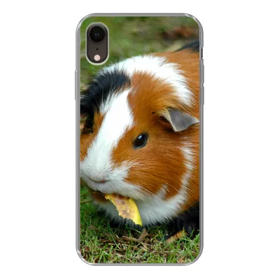 Produktbild von MuchoWow® Handyhülle Schutzhülle Hülle für iPhone XR Meerschweinchen draußen Silikon Softcase Handy Hülle - Schutzdeckel