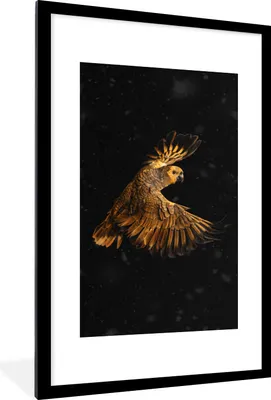 Produktbild von MuchoWow® MuchoWow® Gerahmtes Poster Papagei - Vogel - Orange 60x90 cm - Poster mit zchwarzem Bilderrahmen - Dekoration - Wandposter Wohnzimmer - Hochwertig