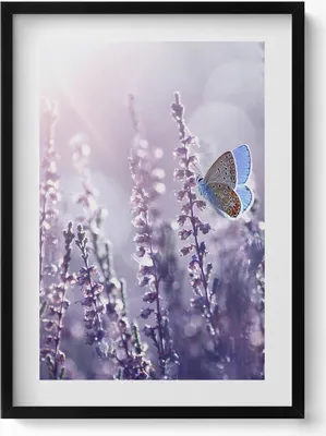 Produktbild von Schmetterling auf Feldblumen– Wandbild mit Rahmen – Gerahmtes Bild  – Wanddekoration – 50x70 cm –  Schwarz Rahmen