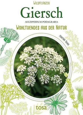 Produktbild von Giersch - Aegopodium Podagraria