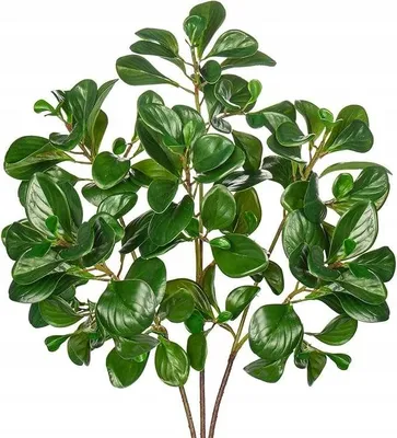 Zdjęcie produktu dla Gałązki sztuczne Peperomia 69 cm 3 szt – dekoracyjne zielone liście