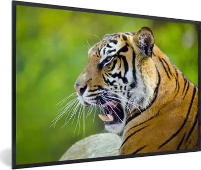 Produktbild von MuchoWow® Gerahmtes Poster Tiger - Natur - Kopf 90x60 cm - Poster mit Schwarzem Bilderrahmen Wandposter Rahmen Foto Bilder - Fotorahmen - Foto-Plakat