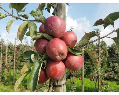 Obrázek produktu pro Jabloň sloupovitázakrslá FloraSelfMalus Starline 'Orange Crimson' 60-80 cm květináč 7,5 l