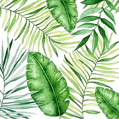 Produktbild von Braun + Company Jungle Leaves, Grün, Weiß, Seidenpapier, Abbildung, 330 mm, 330 mm, 20 Stück(e)
