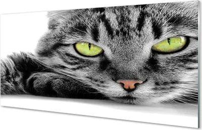 Produktbild von Glasbilder 140x70 Wandkunst Grau-schwarze Katze
