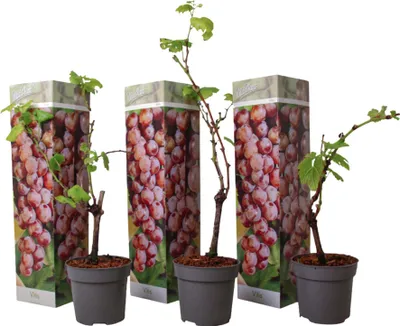 Zdjęcie produktu dla Winorośl właściwa - 3 szt - Vitis vinifera 'pinot gris' - W25-40cm - ⌀9cm