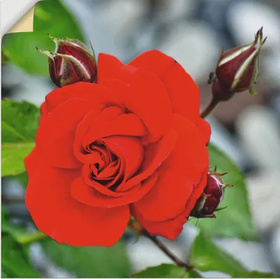 Produktbild von ARTland Wandbild, selbstklebend Rote Rosenblüte mit Knospen Größe: 30x30 cm