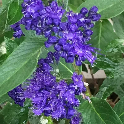 Image de 2 x  Bartblume  - Caryopteris clandonensis « Heavenly Blue »  | 40-50 cm en pot