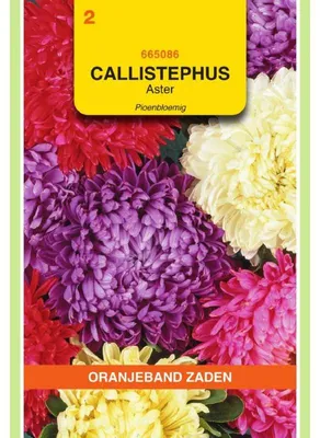 Imagen del producto de Oranjeband Callistephus Chin. Semillas de Paeonia. Variedad "Duquesa". Paquete de 1 unidad