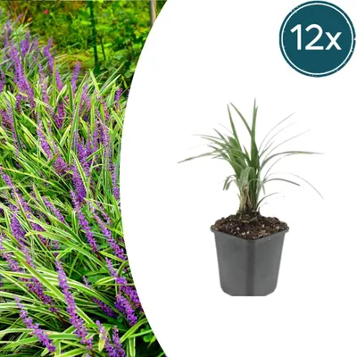 Zdjęcie produktu dla Liriope muscari 'Moneymaker' | 12 sztuk - 10-25cm - Ø9cm - Roślina ogrodowa