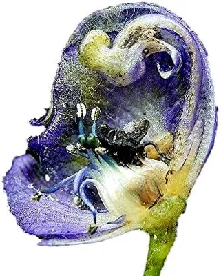 Produktbild von 100 Samen Echter Blauer Eisenhut - Aconitum napellus -